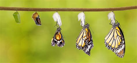  The Butterfly Weaver: A Story of Transformation and Hidden Beauty From 14th Century Thailand