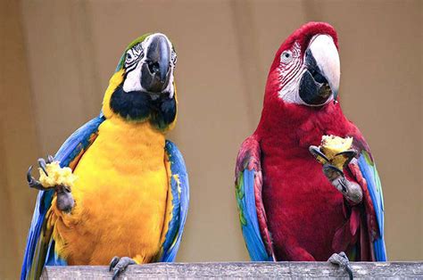  The Clever Parrot! Un Allegoria Sul Potere Della Parola E Del Buon Senso