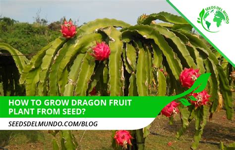 Can You Grow Dragon Fruit From Seeds?